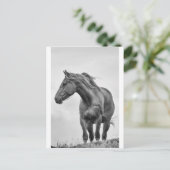 ウインドロウホース ポストカード (スタンド正面)