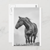 ウインドロウホース ポストカード (正面/裏面)