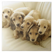 ウインナーの子犬 タイル (正面)