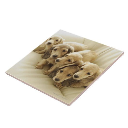 ウインナーの子犬 タイル (側面)