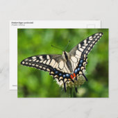ウェスタンタイガーアゲハチョウ（パピリオ・リュトゥルス） ポストカード (正面/裏面)
