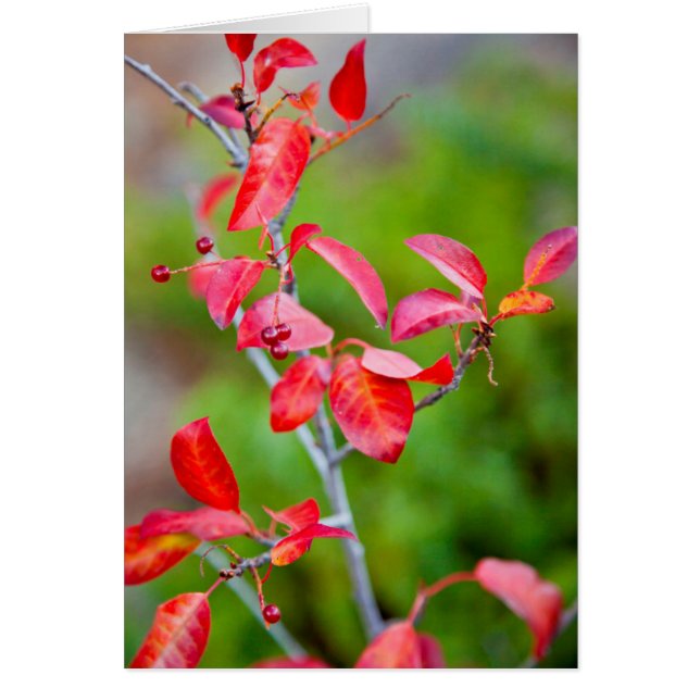 ウェスタンチョークチェリー（Prunus virginiana）秋の紅葉 (正面)