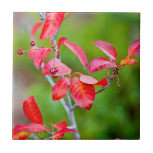 ウェスタンチョークチェリー(Prunus virginiana)秋の紅葉 タイル (正面)