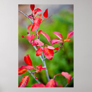 ウェスタンチョークチェリー（Prunus virginiana）秋の紅葉 ポスター