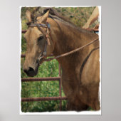 ウェスタンバックスキン ポスター (正面)