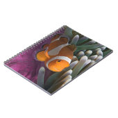 ウェスタンピエロアネモネフィッシュ ノートブック (左側)