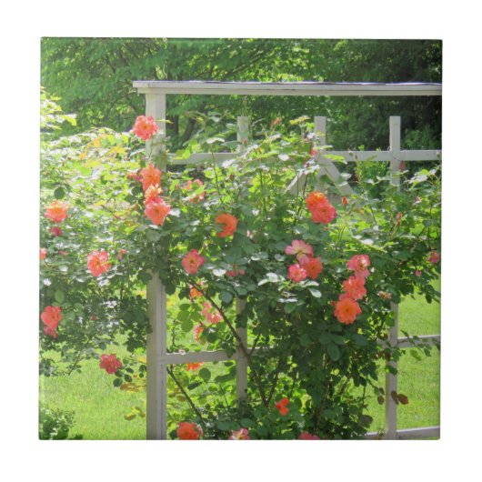 ウェスターランドサンゴバラタイル タイル (正面)