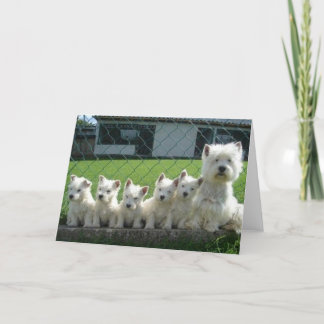 ウェスティーの母と子犬たち カード