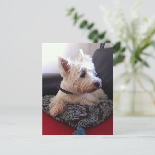 ウェスティーポストカード ポストカード (スタンド正面)