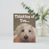 ウェスティー考えのYouフォトポストカード ポストカード (スタンド正面)