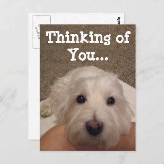 ウェスティー考えのYouフォトポストカード ポストカード (正面/裏面)