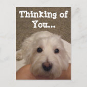 ウェスティー考えのYouフォトポストカード ポストカード (正面)