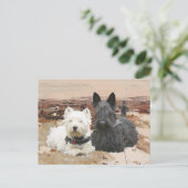 ウェスティー&スコッティが一緒に秋 ポストカード (スタンド正面)