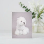 ウェスティー ポストカード (スタンド正面)