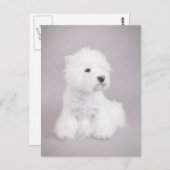 ウェスティー ポストカード (正面/裏面)