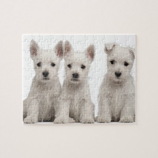 ウェストハイランドテリアの子犬(7週間) ジグソーパズル (横)