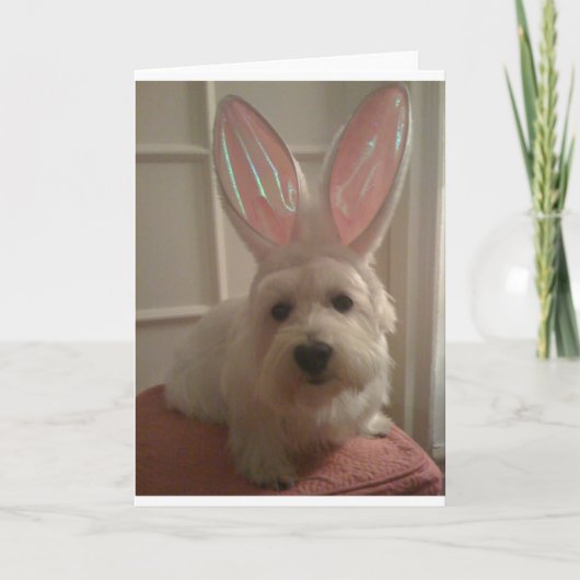 ウェストハイランドバニー カード (正面)