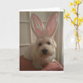 ウェストハイランドバニー カード (黄色い花)