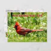 ウェストバージニア州の州鳥 - ノーザンカーディナル ポストカード (正面/裏面)