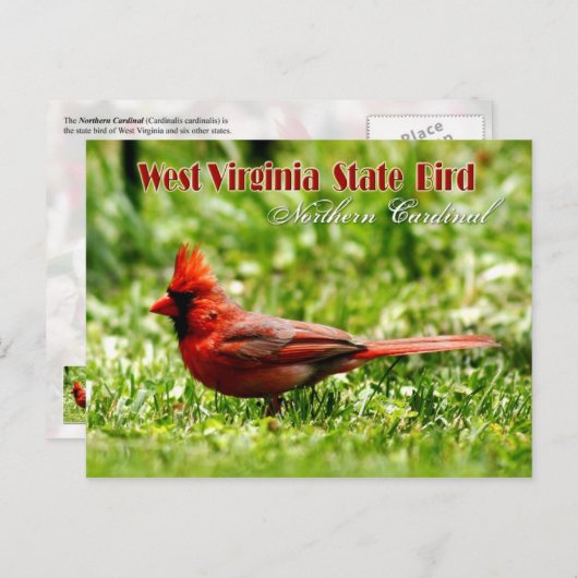 ウェストバージニア州の州鳥 - ノーザンカーディナル ポストカード (正面/裏面)