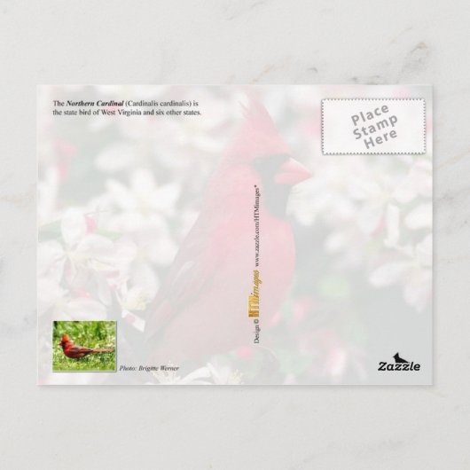 ウェストバージニア州の州鳥 - ノーザンカーディナル ポストカード