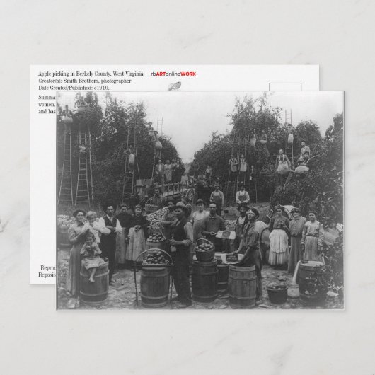 ウェストバージニア州バークレー郡のリンゴ狩り ポストカード (正面/裏面)
