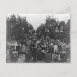 ウェストバージニア州バークレー郡のリンゴ狩り ポストカード