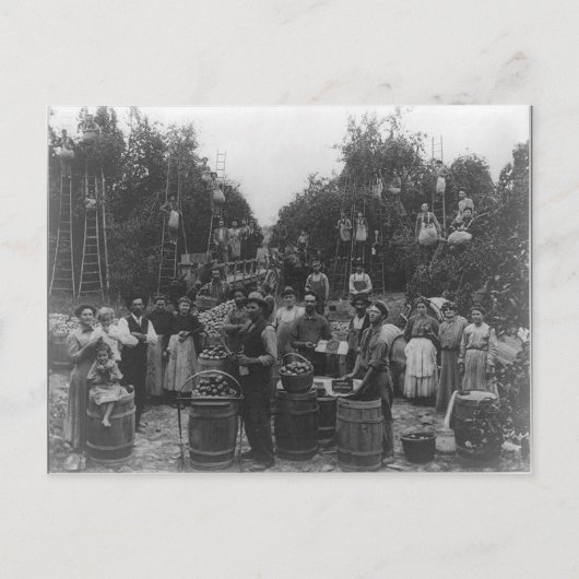 ウェストバージニア州バークレー郡のリンゴ狩り ポストカード (正面)