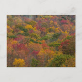 ウェストバージニア州ランドルフ郡のハードウッドフォレスト ポストカード (正面)