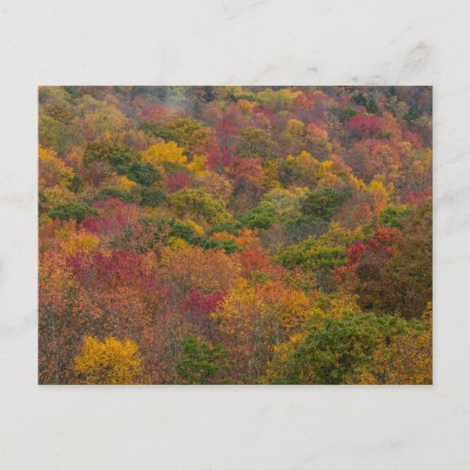 ウェストバージニア州ランドルフ郡のハードウッドフォレスト ポストカード (正面)