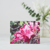 ウェストバージニア州ロードデンドロン最大 ポストカード (スタンド正面)