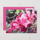 ウェストバージニア州ロードデンドロン最大 ポストカード (正面/裏面)