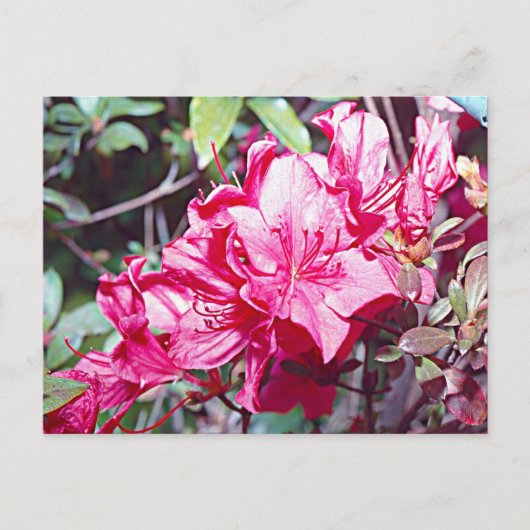 ウェストバージニア州ロードデンドロン最大 ポストカード (正面)