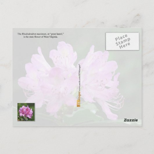 ウェストバージニア州花：シャクナゲ ポストカード (裏面)