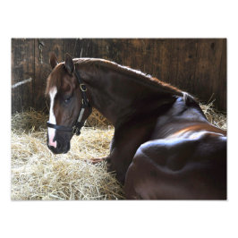 ウェストバージニア・ダービー勝者"Madefromlucky" フォトプリント