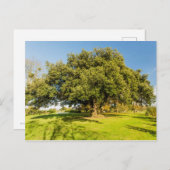 ウェストベリーコートガーデンツリーポストカード ポストカード (正面/裏面)