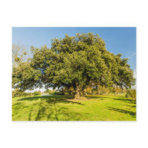 ウェストベリーコートガーデンツリーポストカード