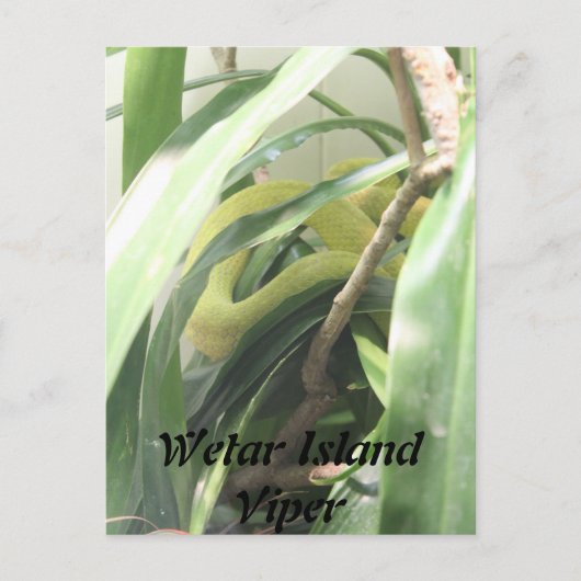 ウェタールアイランドビパー ポストカード (正面)