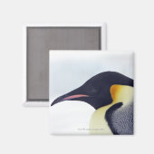 ウェッデル海の雪丘島エンペペンギン マグネット (正面/裏面)