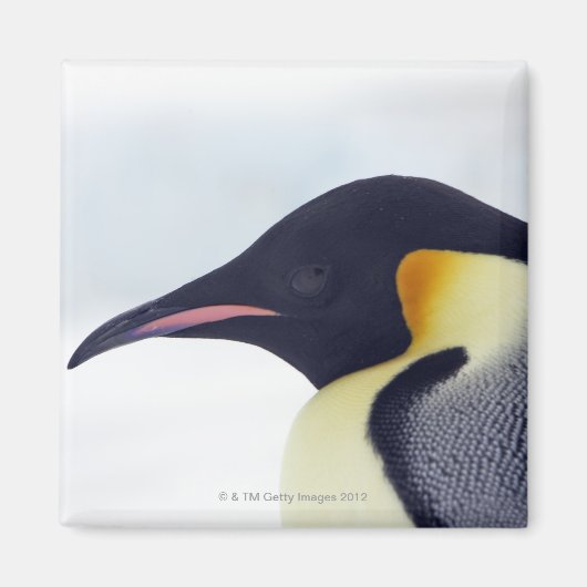 ウェッデル海の雪丘島エンペペンギン マグネット (正面)