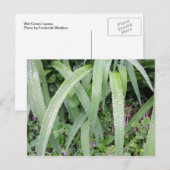 ウェットグリーン葉 ポストカード (正面/裏面)