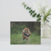 ウェットシベリアタイガー充電 ポストカード (スタンド正面)