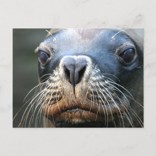 ウェットシールはがき ポストカード (正面)