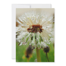 ウェットダンデロン