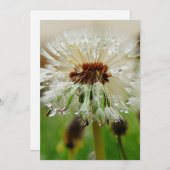 ウェットダンデロン シーズンカード (正面/裏面)