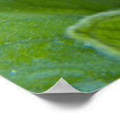 ウェットヒマワリの芽のクローズアップ写真 ポスター (角)