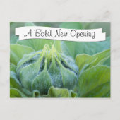 ウェットヒマワリの芽のクローズアップ写真 ポストカード (正面)