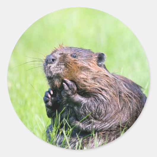 ウェットビーバー ラウンドシール (正面)