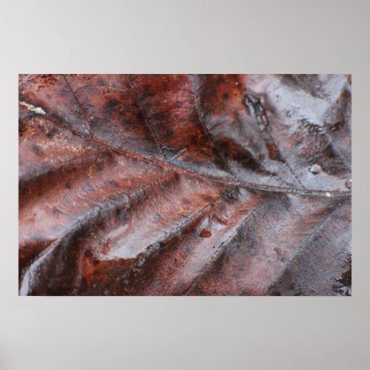 ウェットリーフ ポスター (正面)