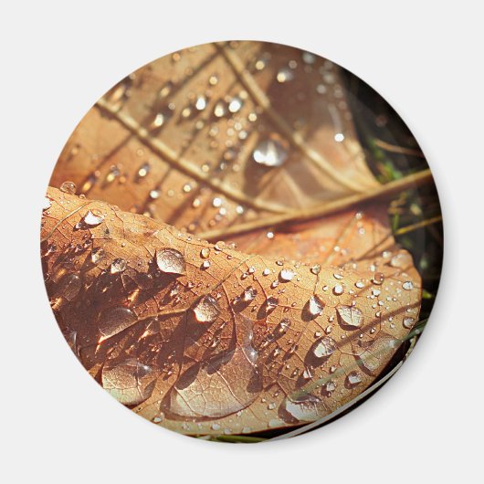 ウェット秋の葉 – マグネット (正面)